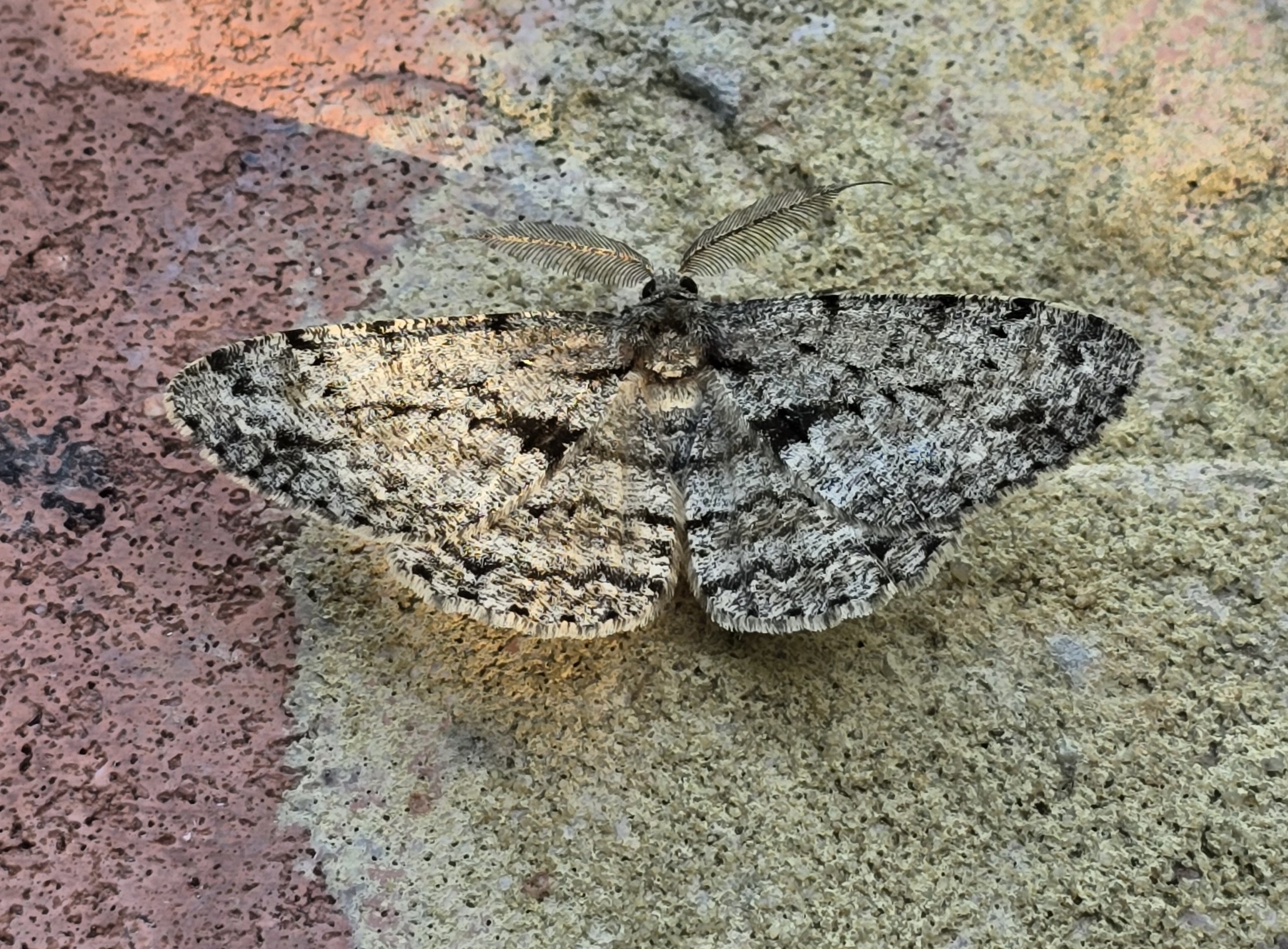 Photo of Great Oak Beauty (Hypomecis roboraria)